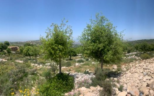 Land for sale in Asia Batroun