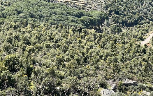 Land for sale in Assia Batroun