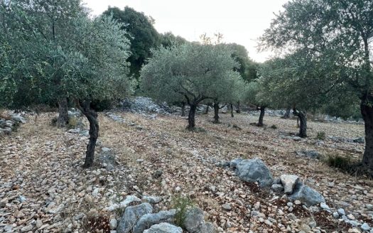 Land for sale in Batroun Helta