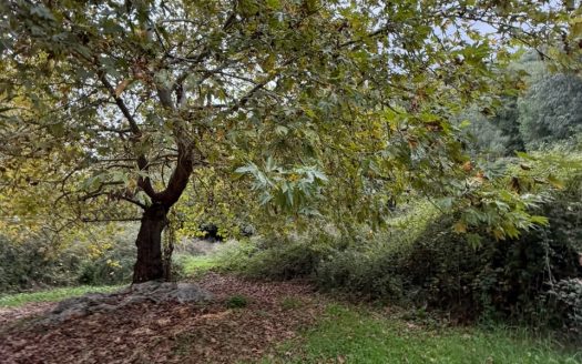 Land for sale in beit Chelala Batroun
